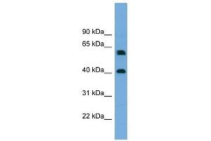 TERF2IP antibody used at 1 ug/ml to detect target protein. (RAP1 antibody  (Middle Region))