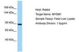 Image no. 1 for anti-Myb-Like, SWIRM and MPN Domains 1 (MYSM1) (C-Term) antibody (ABIN6750119) (MYSM1 antibody  (C-Term))