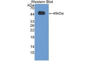 Western blot analysis of the recombinant protein. (DLK1 antibody  (AA 24-175))