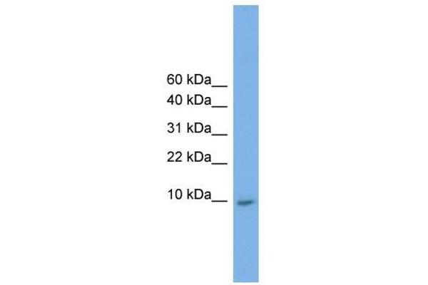 KRTAP23-1 antibody  (Middle Region)