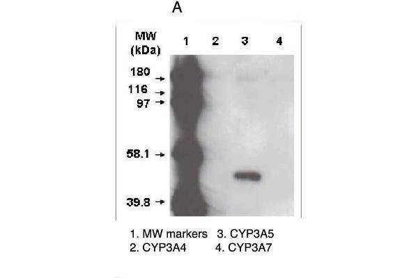 CYP3A5 antibody  (C-Term)