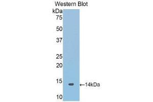 Western Blotting (WB) image for anti-Synuclein, alpha (SNCA) (AA 23-140) antibody (ABIN1078557) (SNCA antibody  (AA 23-140))