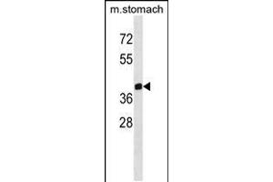 Western blot analysis in mouse stomach tissue lysates (35ug/lane). (ZNF259 antibody  (C-Term))