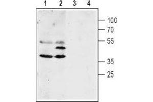 Western blot analysis of mouse (lanes 1 and 3) and rat (lanes 2 and 4) brain lysates: - 1,2. (Aquaporin 4 antibody  (C-Term, Intracellular))