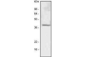 Western Blotting (WB) image for anti-Lymphatic Vessel Endothelial Hyaluronan Receptor 1 (LYVE1) (AA 25-235) antibody (ABIN377255) (LYVE1 antibody  (AA 25-235))