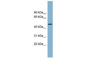 TDO2 antibody used at 1 ug/ml to detect target protein. (TDO2 antibody  (N-Term))