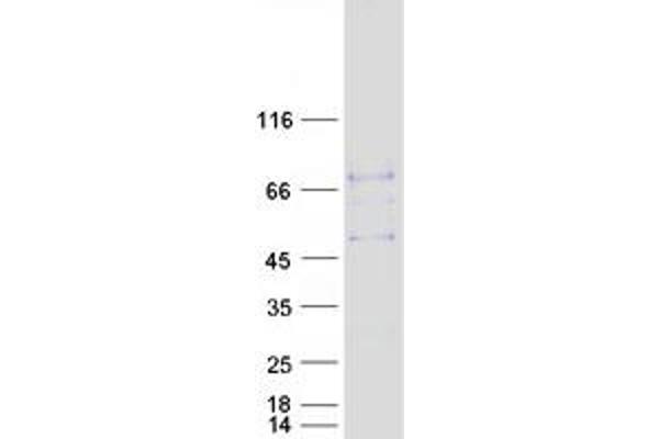 SHISA3 Protein (Myc-DYKDDDDK Tag)