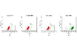 FACS analysis of CD20 MNPs A. (CD20 Protein)