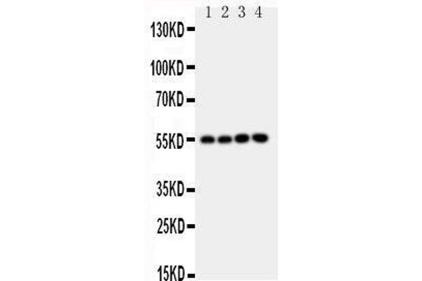 NRF1 antibody  (Middle Region)