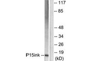 Western Blotting (WB) image for anti-Cyclin-Dependent Kinase Inhibitor 2B (p15, Inhibits CDK4) (CDKN2B) (AA 89-138) antibody (ABIN2889241) (CDKN2B antibody  (AA 89-138))