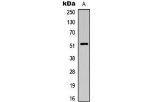 Western blot analysis of SMAD3 (pT179) expression in HeLa (A) whole cell lysates. (SMAD3 antibody  (pSer179))