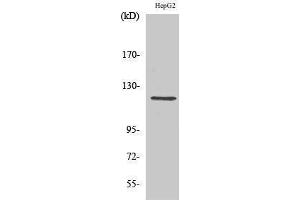 Western Blotting (WB) image for anti-Neuropilin 1 (NRP1) (Internal Region) antibody (ABIN3185855) (Neuropilin 1 antibody  (Internal Region))