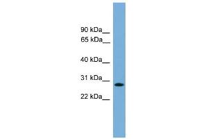 WB Suggested Anti-APOLD1 Antibody Titration:  0. (APOLD1 antibody  (Middle Region))