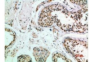 Immunohistochemical analysis of paraffin-embedded human-testis, antibody was diluted at 1:200 (FZD9 antibody  (AA 1-50))