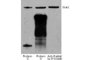 Western Blotting (WB) image for Rabbit TrueBlot® Set (with IP beads) (ABIN1589979)