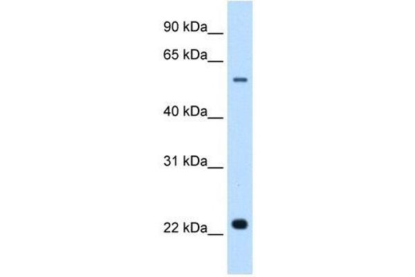 Solute Carrier Family 17 (Acidic Sugar Transporter), Member 5 (SLC17A5) Antikörper