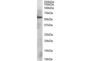 Western Blotting (WB) image for anti-Protein Disulfide Isomerase Family A, Member 3 (PDIA3) (AA 492-505) antibody (ABIN292997) (PDIA3 antibody  (AA 492-505))