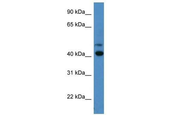 OPN1SW antibody  (C-Term)