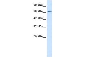 Western Blotting (WB) image for anti-FLJ12644 antibody (ABIN2461267) (FLJ12644 antibody)