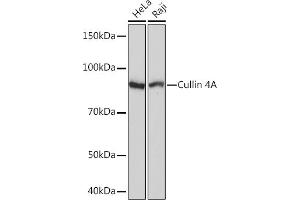 Western blot analysis of extracts of various cell lines, using Cullin 4A Rabbit mAb (ABIN7266545) at 1:1000 dilution. (Cullin 4A antibody)