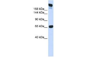 SI antibody used at 1 ug/ml to detect target protein. (SI antibody)