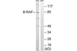 Western blot analysis of extracts from 293 cells, treated with insulin (0. (BRAF antibody  (Ser446))