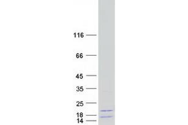 HIST1H2AJ Protein (Myc-DYKDDDDK Tag)