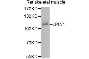 Western blot analysis of extracts of rat skeletal muscle, using LPIN1 antibody (ABIN5974936) at 1/1000 dilution. (Lipin 1 antibody)