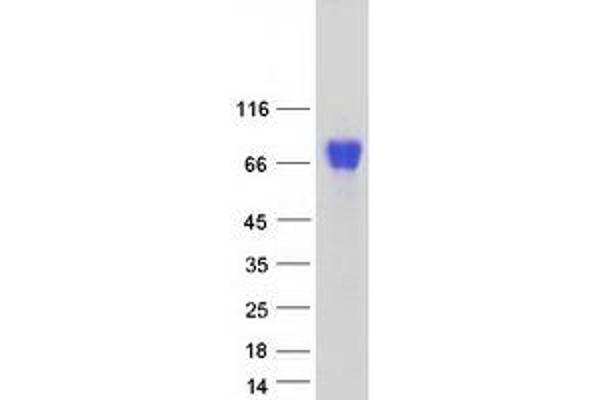 NAGPA Protein (Myc-DYKDDDDK Tag)