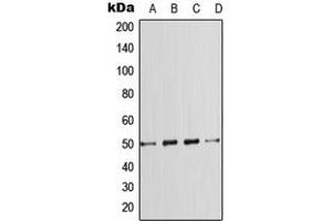 Western blot analysis of SMAD7 expression in HeLa (A), A431 (B), SP2/0 (C), PC12 (D) whole cell lysates. (SMAD7 antibody  (Center))