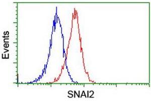 Image no. 1 for anti-Snail Family Zinc Finger 2 (SNAI2) antibody (ABIN1500981) (SLUG antibody)