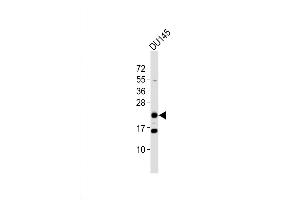 Western Blot at 1:2000 dilution + DU145 whole cell lysates Lysates/proteins at 20 ug per lane. (BTG4 antibody  (C-Term))