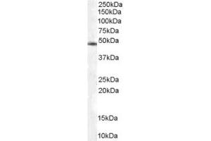 Image no. 2 for anti-COP9 Constitutive Photomorphogenic Homolog Subunit 2 (Arabidopsis) (COPS2) (C-Term) antibody (ABIN374326) (COPS2 antibody  (C-Term))