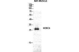 Western Blot analysis of RAT-MUSCLE cells using Hox-C6 Polyclonal Antibody diluted at 1:2000. (Homeobox C6 antibody  (AA 160-240))