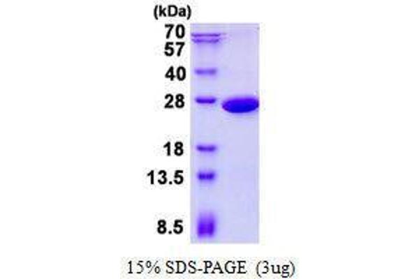 PGPEP1 Protein