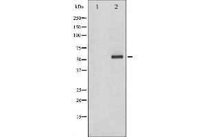 Western blot analysis of Chk1 phosphorylation expression in Na3VO4 treated K562 whole cell lysates,The lane on the left is treated with the antigen-specific peptide. (CHEK1 antibody  (pSer286))