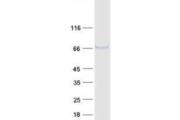 FUT11 Protein (Myc-DYKDDDDK Tag)