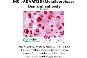 Image no. 1 for anti-ADAM Metallopeptidase with thrombospondin Type 1 Motif, 5 (ADAMTS5) antibody (ABIN1731536) (ADAMTS5 antibody)