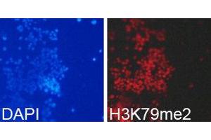 Immunofluorescence (IF) image for anti-Histone 3 (H3) (H3K79me2) antibody (ABIN1873007) (Histone 3 antibody  (H3K79me2))