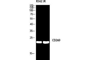 Western Blot (WB) analysis of K562/JK using CD269 antibody. (BCMA antibody)