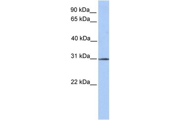 Surfeit 4 antibody  (N-Term)