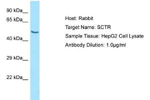 Western Blotting (WB) image for anti-Secretin Receptor (SCTR) (N-Term) antibody (ABIN971669) (SCTR antibody  (N-Term))