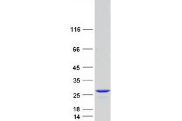 GLTP Protein (Myc-DYKDDDDK Tag)