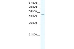 Western Blotting (WB) image for anti-Carboxypeptidase A1 (Pancreatic) (CPA1) antibody (ABIN2460827) (CPA1 antibody)