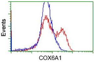 HEK293T cells transfected with either RC210485 overexpress plasmid (Red) or empty vector control plasmid (Blue) were immunostained by anti-COX6A1 antibody (ABIN2452918), and then analyzed by flow cytometry. (COX6A1 antibody)