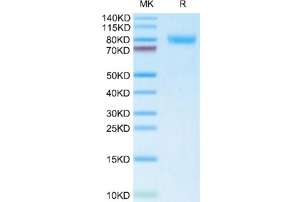 PLXDC2 Protein (AA 31-455) (His tag)