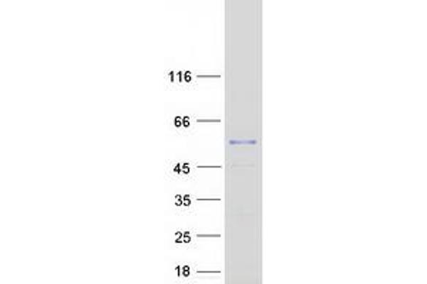 NDUFV1 Protein (Myc-DYKDDDDK Tag)