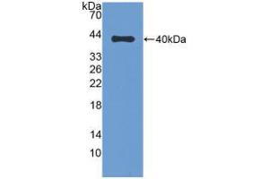 Western blot analysis of recombinant Cow DEFb1. (beta Defensin 1 antibody  (AA 2-64))