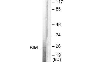 Western blot analysis of extracts from COS7, using Bim antibody (#C0134). (BIM antibody)
