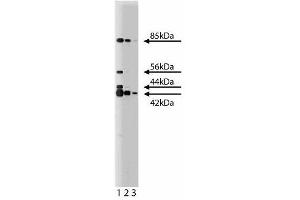 Western blot analysis of ERK (pan ERK) on a RSV-3T3 cell lysate. (ERK (Pan) (AA 219-358) antibody)